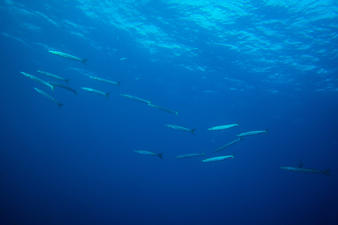 29948408.jpeg_medium