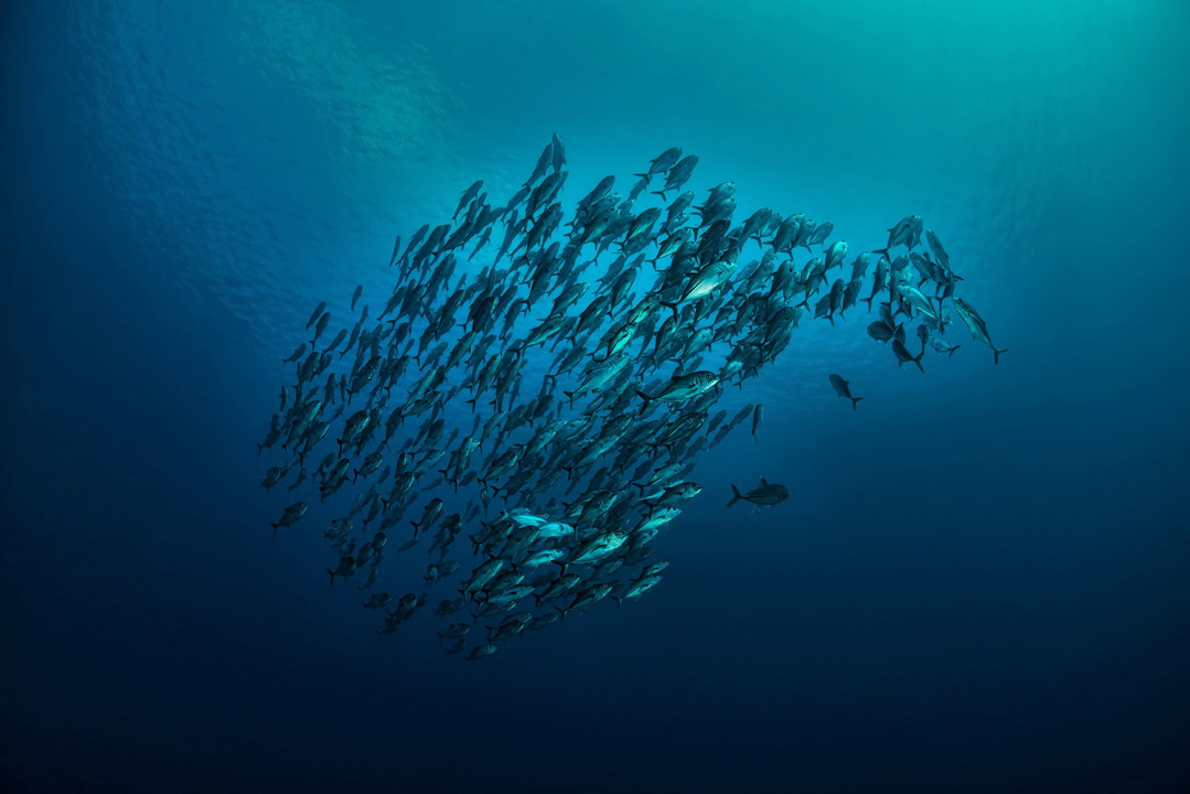 School of jacks underwater